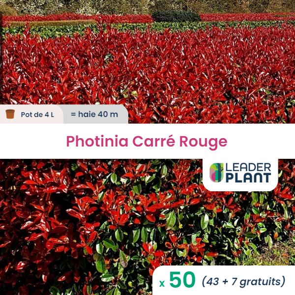 50 x photinia carré rouge en pot de 4 l