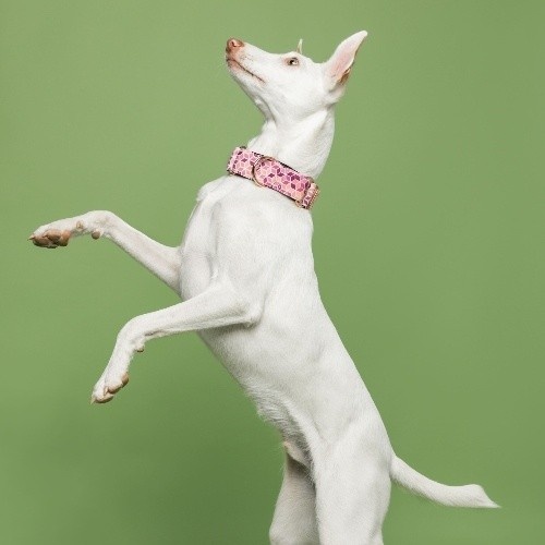 Coleira martingale kuta Baona rosa em nylon reciclado para cães.