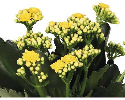 Flaming Katy FloraSelf Kalanchoe Calandiva H 20-25 cm Ø 12 cm pot geel