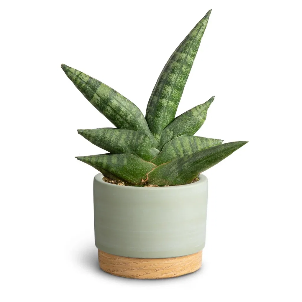 Sansevieria sp. Sansevieria i potte Høyde 15 cm