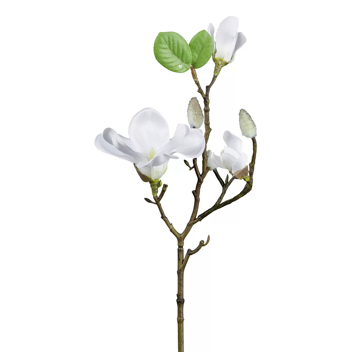Dekozweig Magnolie Patricia braun,weiss