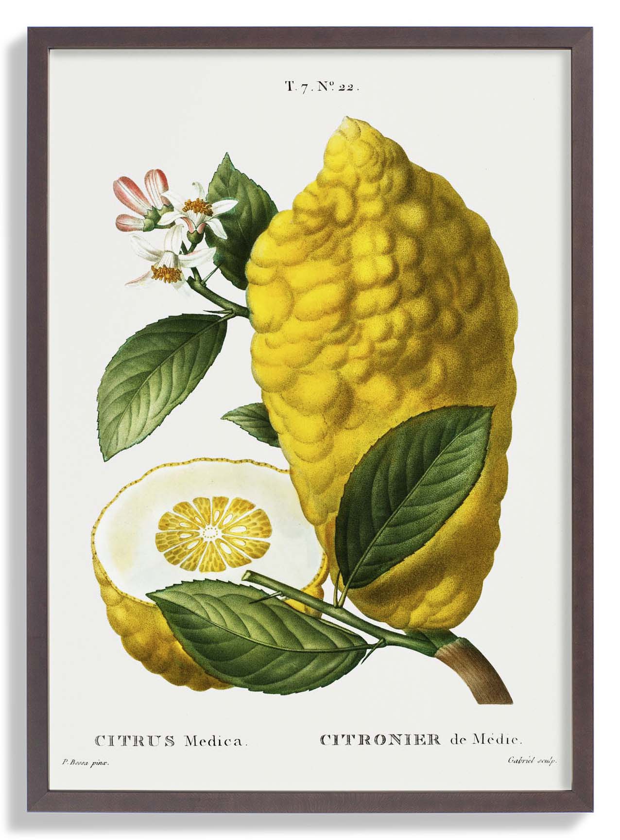 Citrus Medica Vintage