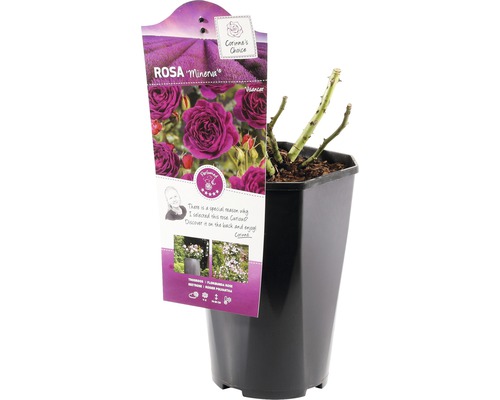 Floribunda roos 'Minerva' FloraSelf Rosa 'Minerva' H 15-60 cm Co 3 L