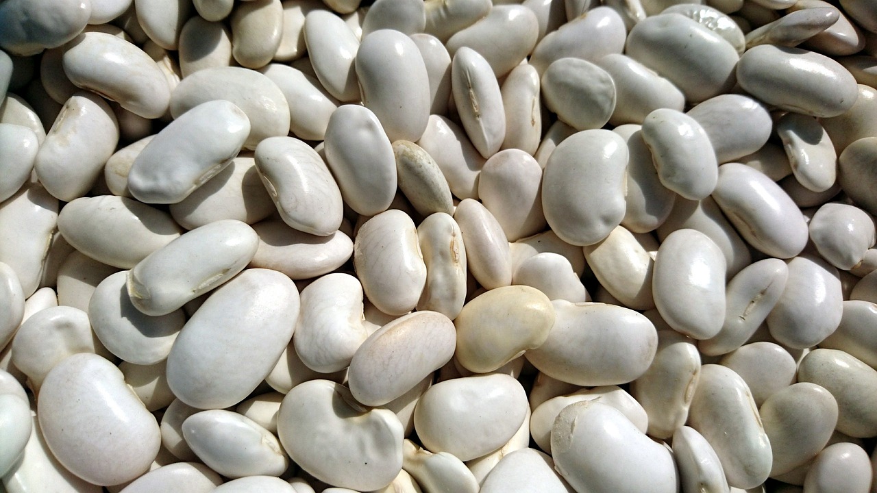 Sachet de graines de haricot nain a écosser coco blanc précoce - sachet de 200 grammes - made in france