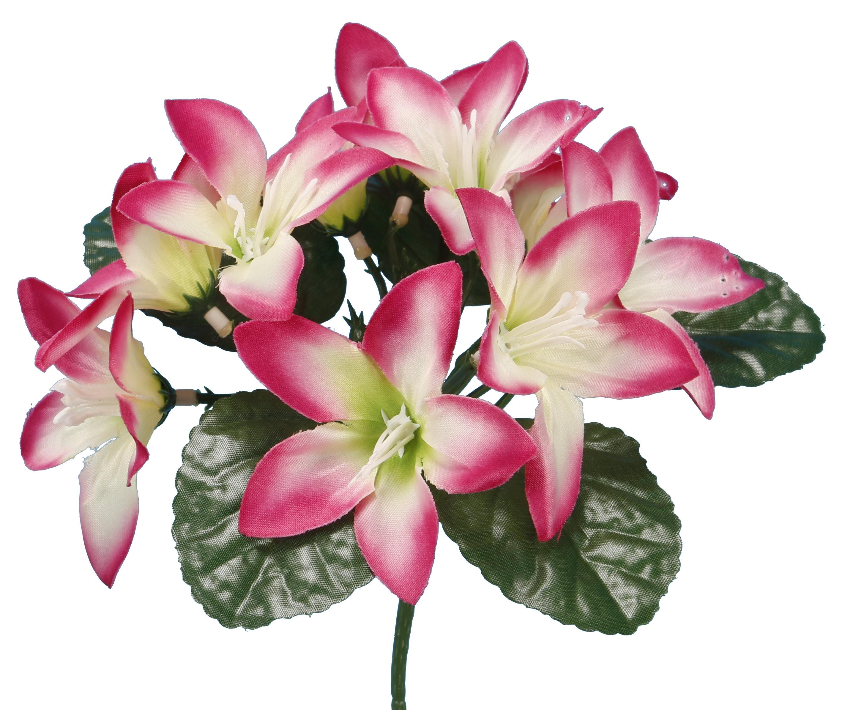 BUISSON LILIUM