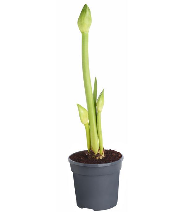 Amaryllis - Hippeastrum Hybride 'Alfresco'