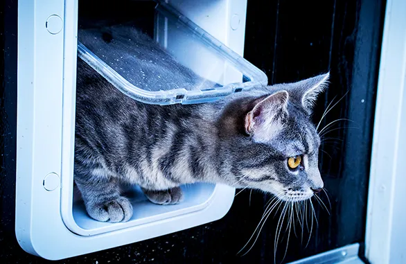 Sureflap Kæledyrsdør XL til microchip HVID, til kat eller lille hund