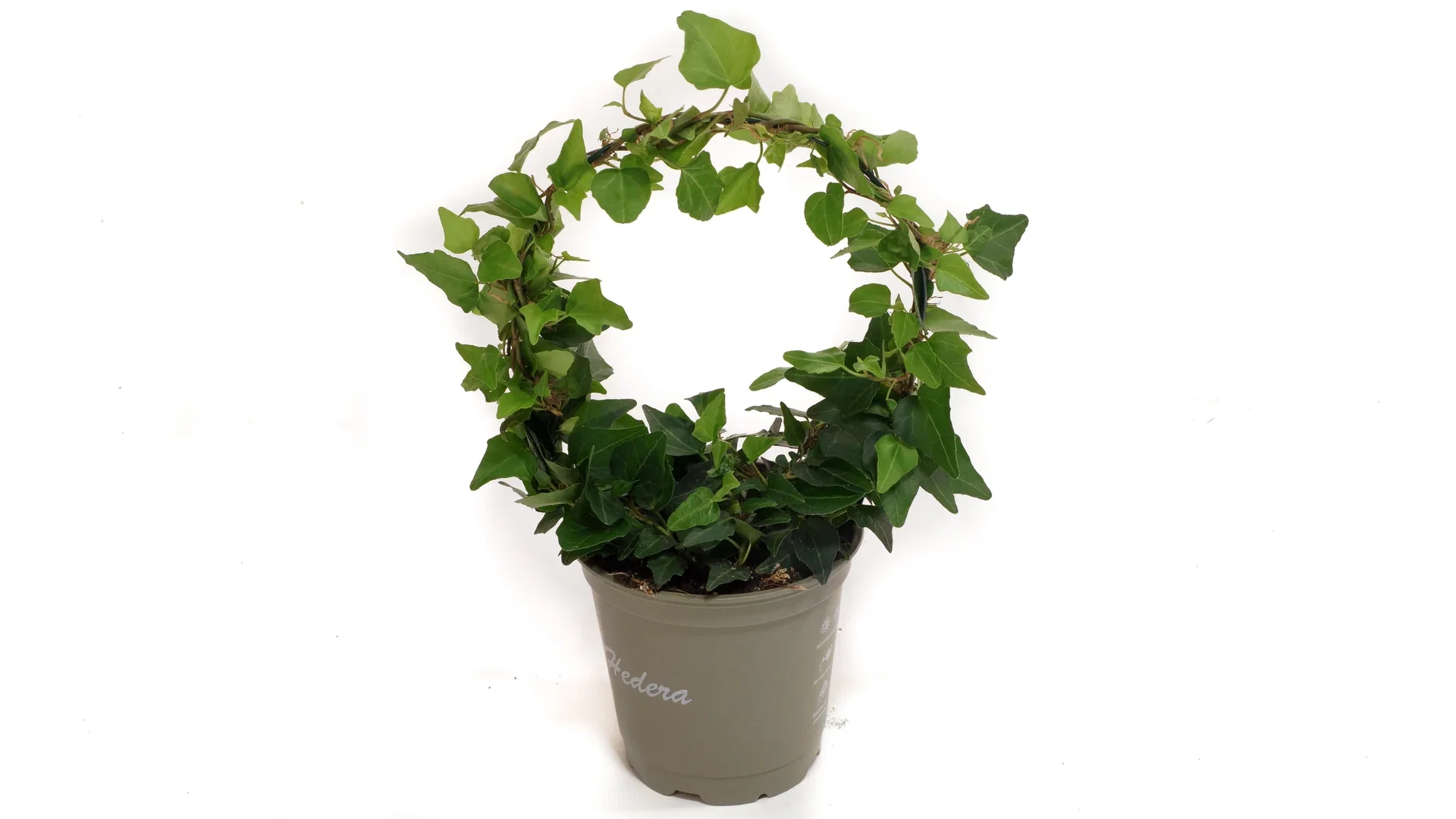 Hedera helix Eføy liten bøyle Høyde 25 cm