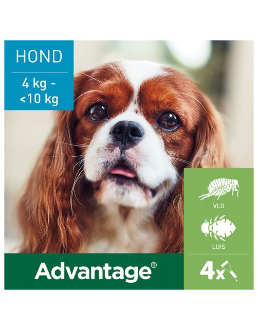 Advantage Hond 4 pip - Anti vlooien en luizenmiddel