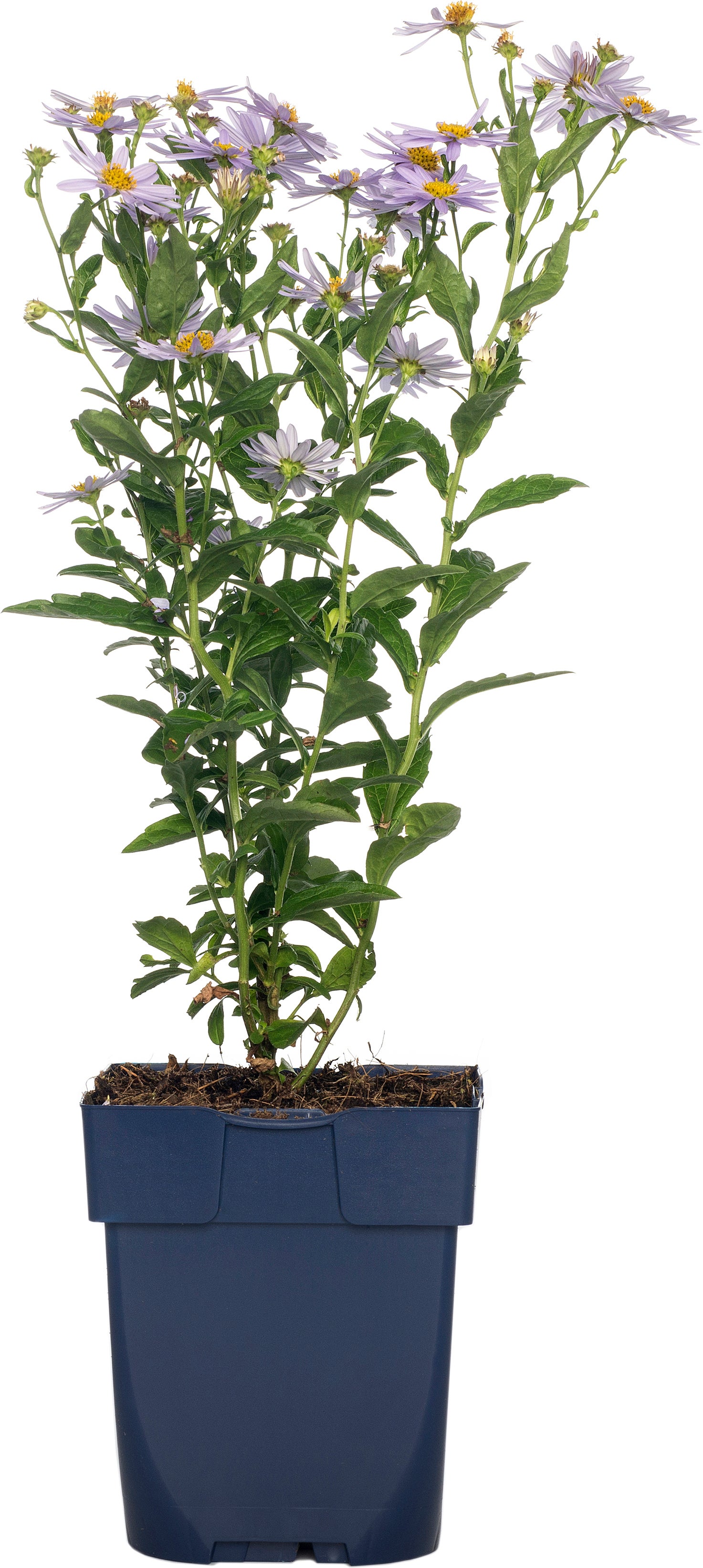 Zomeraster (Kalimeris incisa) D 9 H 15 cm