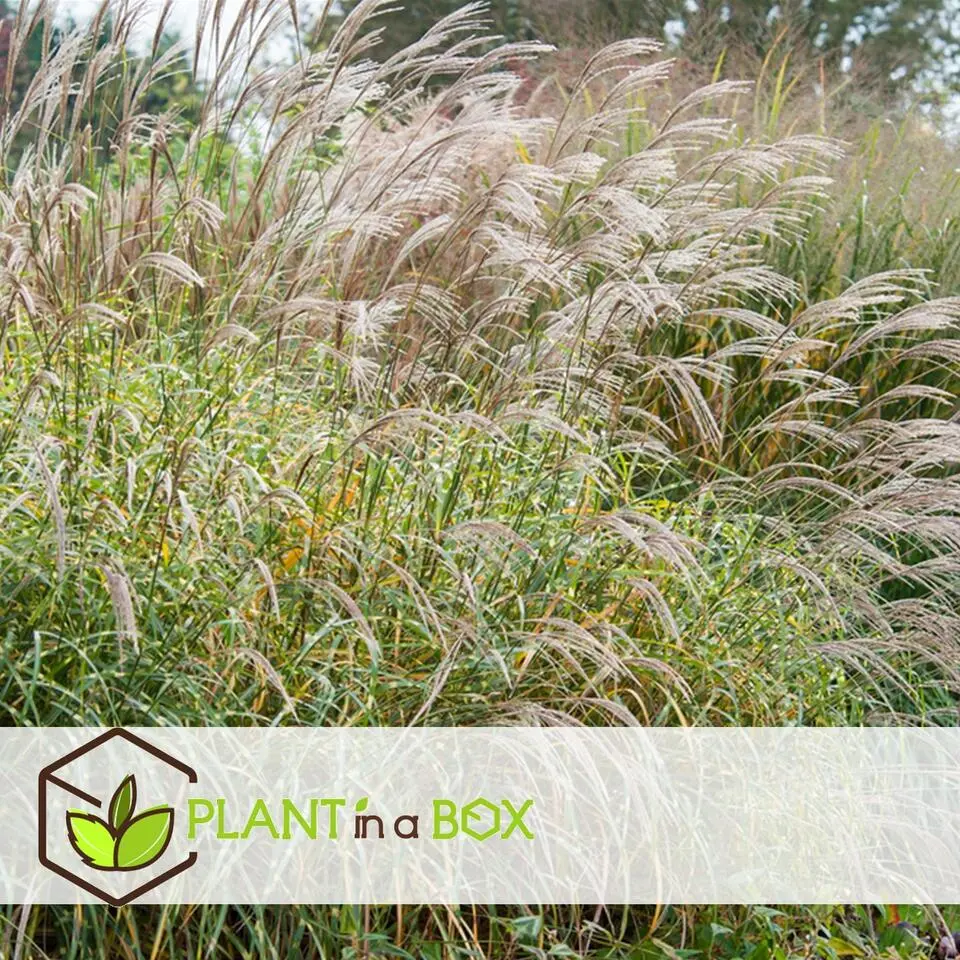 Chinees prachtriet - Set van 2 - Miscanthus 'Zebrinus' - Hoogte 20-30cm - ⌀23cm