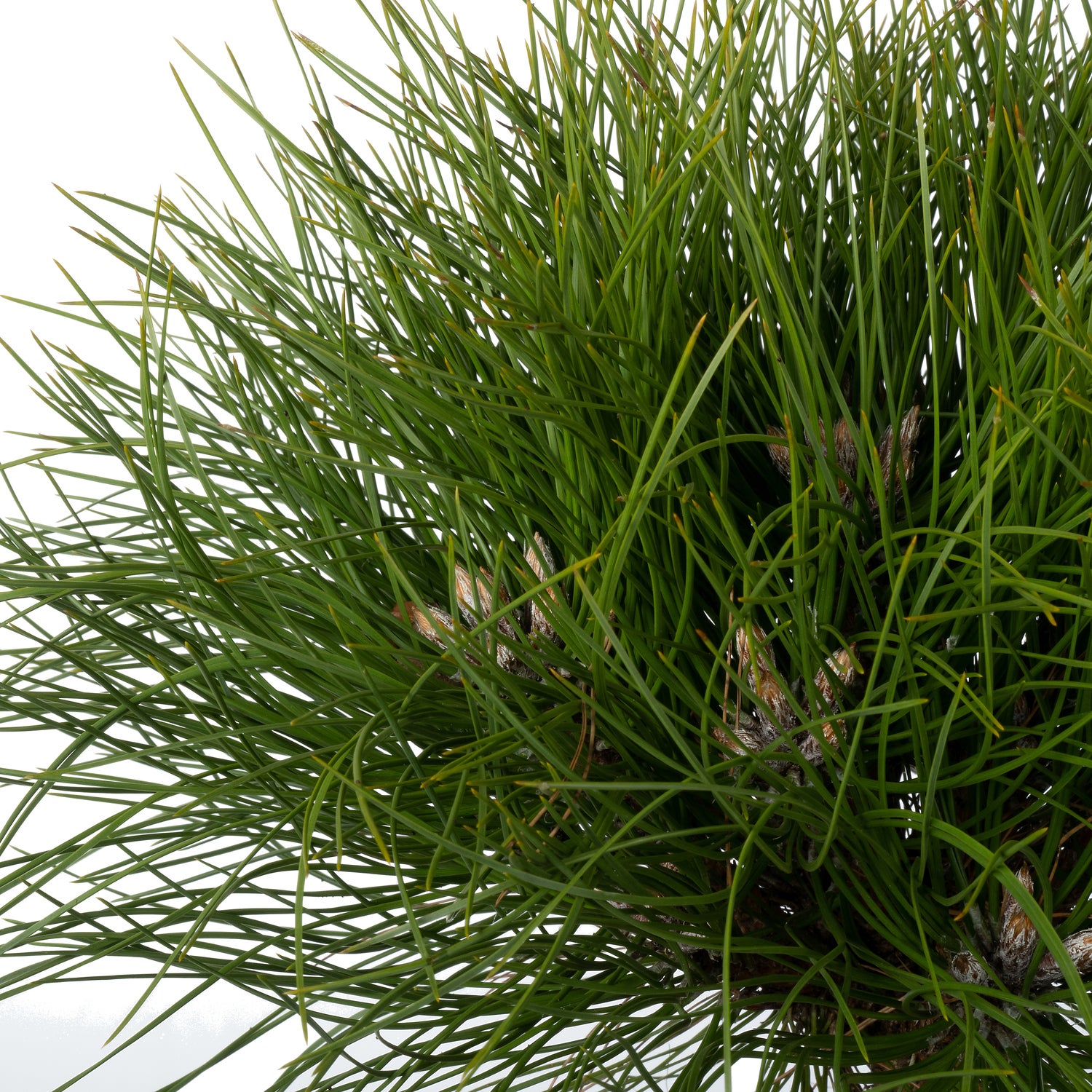 Zwarte Den (Pinus nigra 'Marie Brégeon') D 24 H 30 cm