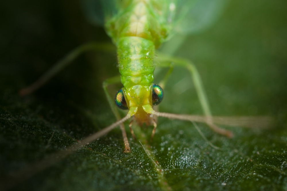Chrysope 300 oeufs