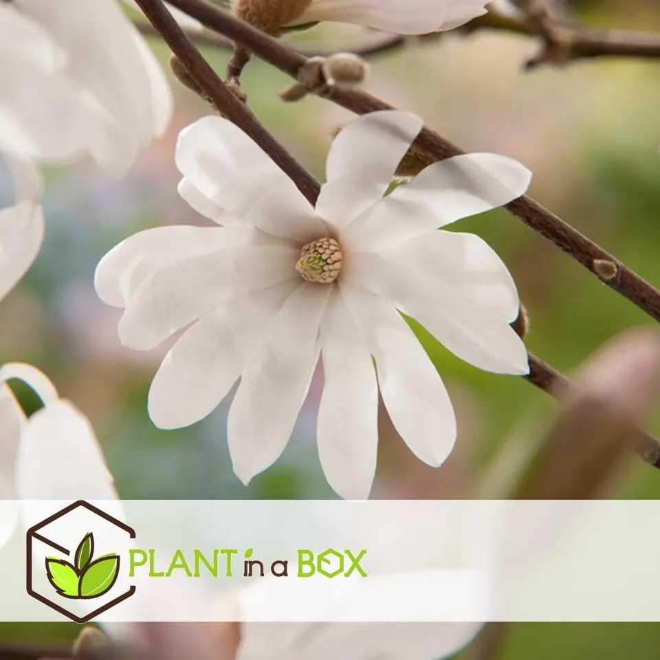 Stermagnolia - Set van 3 - Magnolia 'Stellata' - Hoogte 25-40cm - ⌀9cm