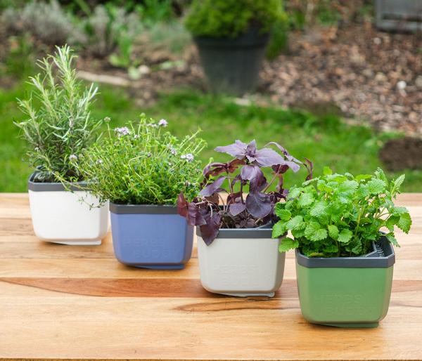 Gusta Garden Kräutertopf Herbs Buddy, ca.