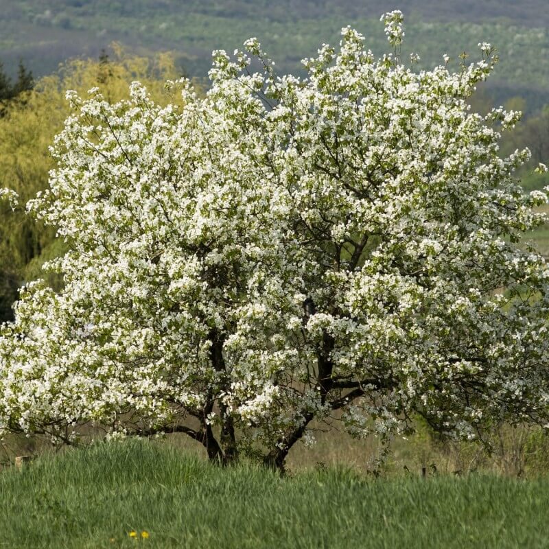 Mûrier blanc (morus alba) - godet - taille 10/15cm