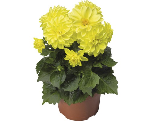Dwerg Dahlia FloraSelf Dahlia x Hybride Ø 11/12 cm pot, willekeurige variëteitselectie