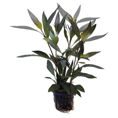 AquastoreXL Plantenpakket Rood