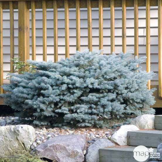 Picea glauca Globosa H : 30/40 cm : ctr 4 L