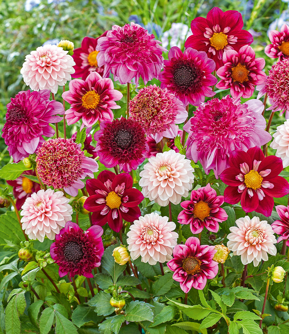Dahlien-Mix 'Purple & Pink'