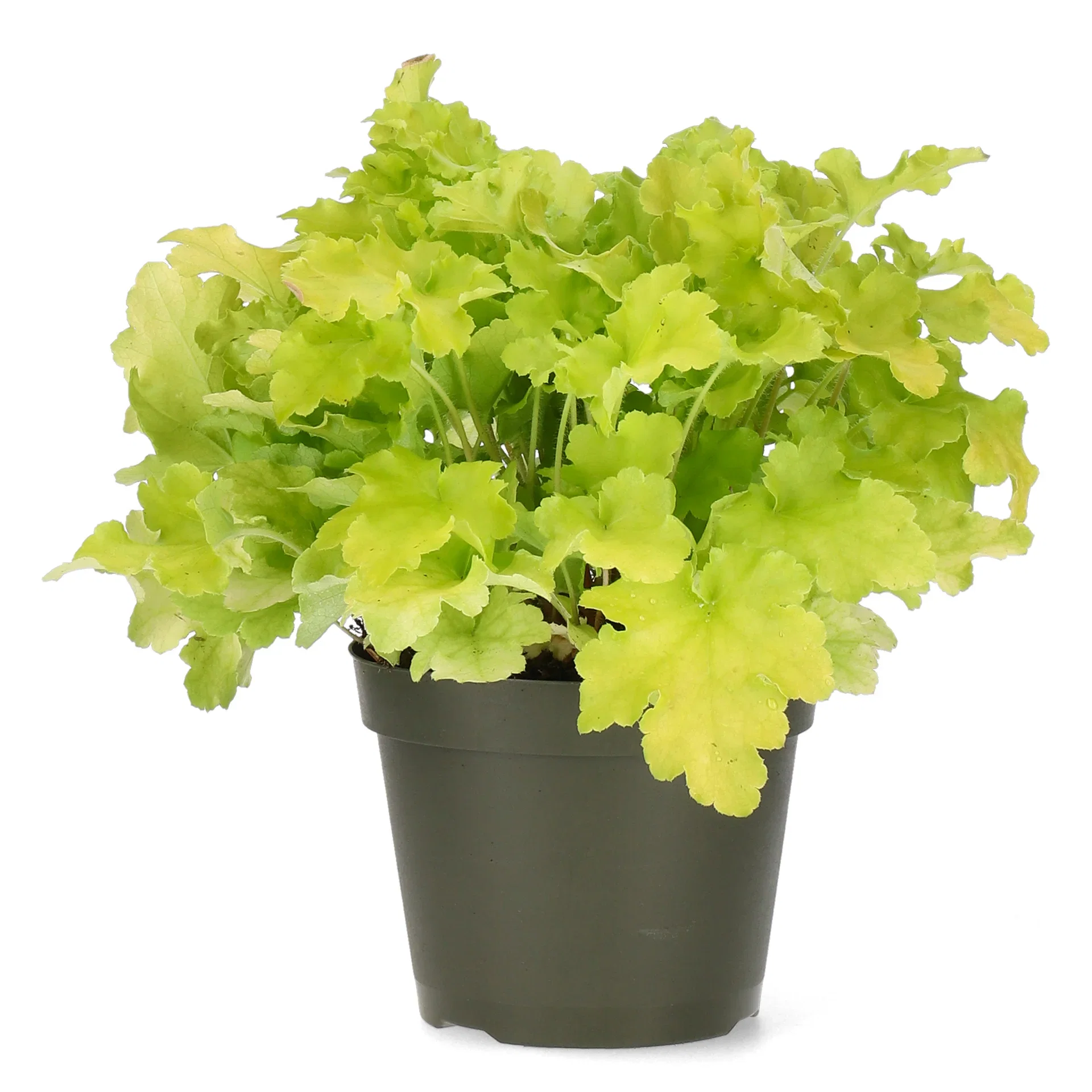 Heuchera Yellow Alunrot Ø15 cm