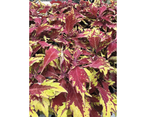 Coleus 'Apple Brandy', sierbrandnetel FloraSelf Ø 12 cm pot, blad prachtig