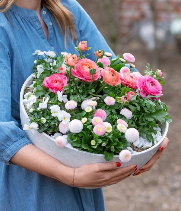 Beet- & Balkonpflanzen-Set Traum in Rosa,