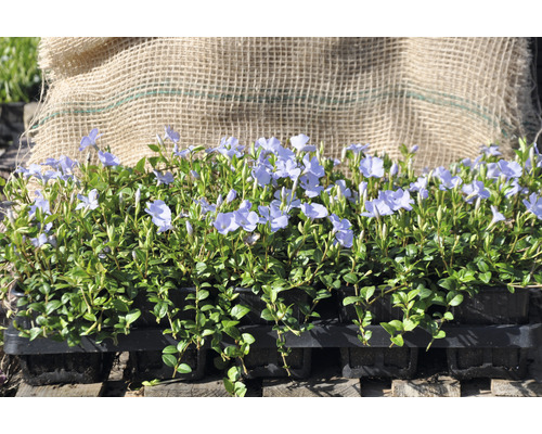 Kleine Maagdenpalm FloraSelf Vinca minor 'Valentin' 5/7 scheuten Ø 9 cm pot