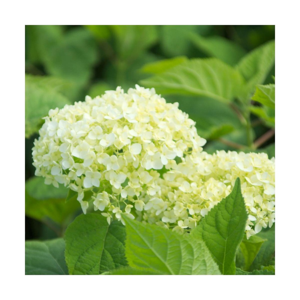 Hortensia de virginie arborescens annabelle/hydrangea arborescens annabelle[-]pot de 7,5l - 60/80 cm