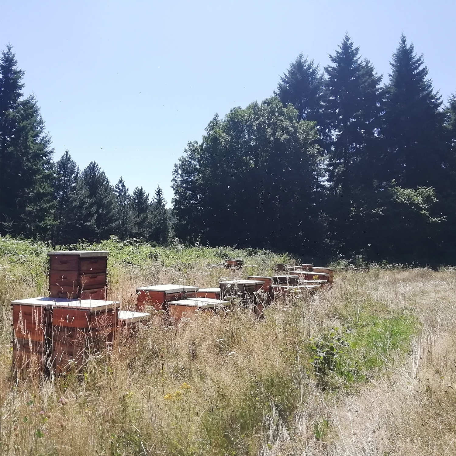 Parrainer une ruche de l'Aude : Miel de montagne - Récolte 2024