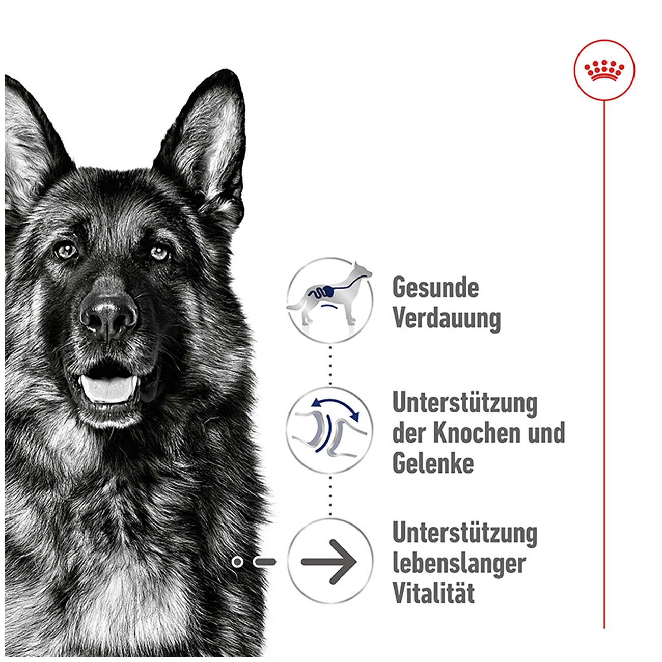 ROYAL CANIN Maxi Ageing 8+ 3 kg