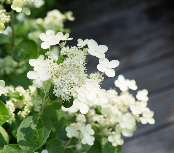 Rispen-Hortensie 'Prim White'