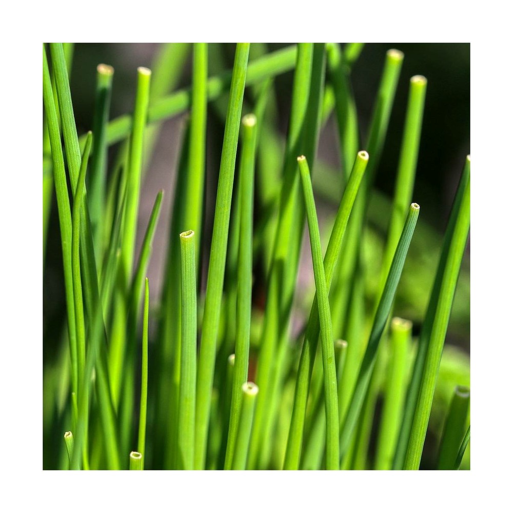 Graines de ciboulette/allium schoenoprasum[-]présemée