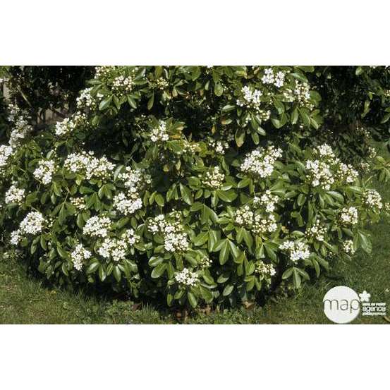 Choisya ternata H.30/40 cm : pot 3 litres