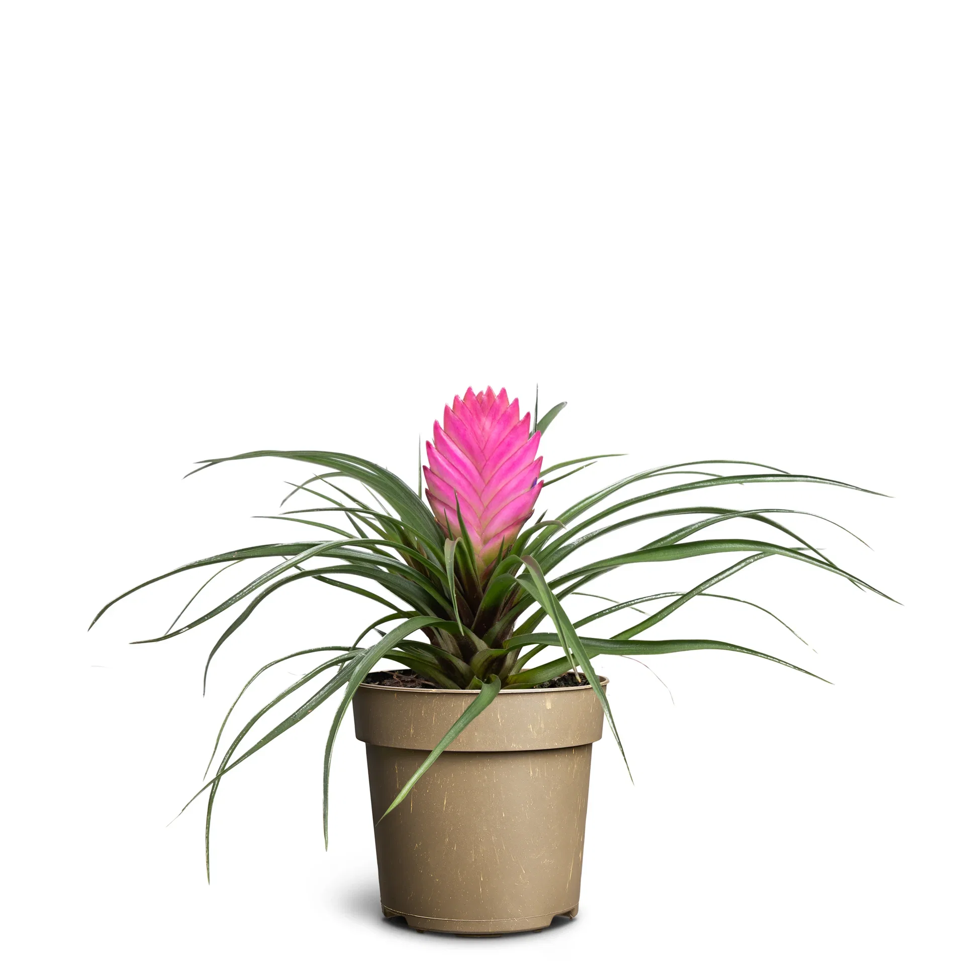Tillandsia 'Vincent' Tillandsia 'Vincent' Høyde 20 cm