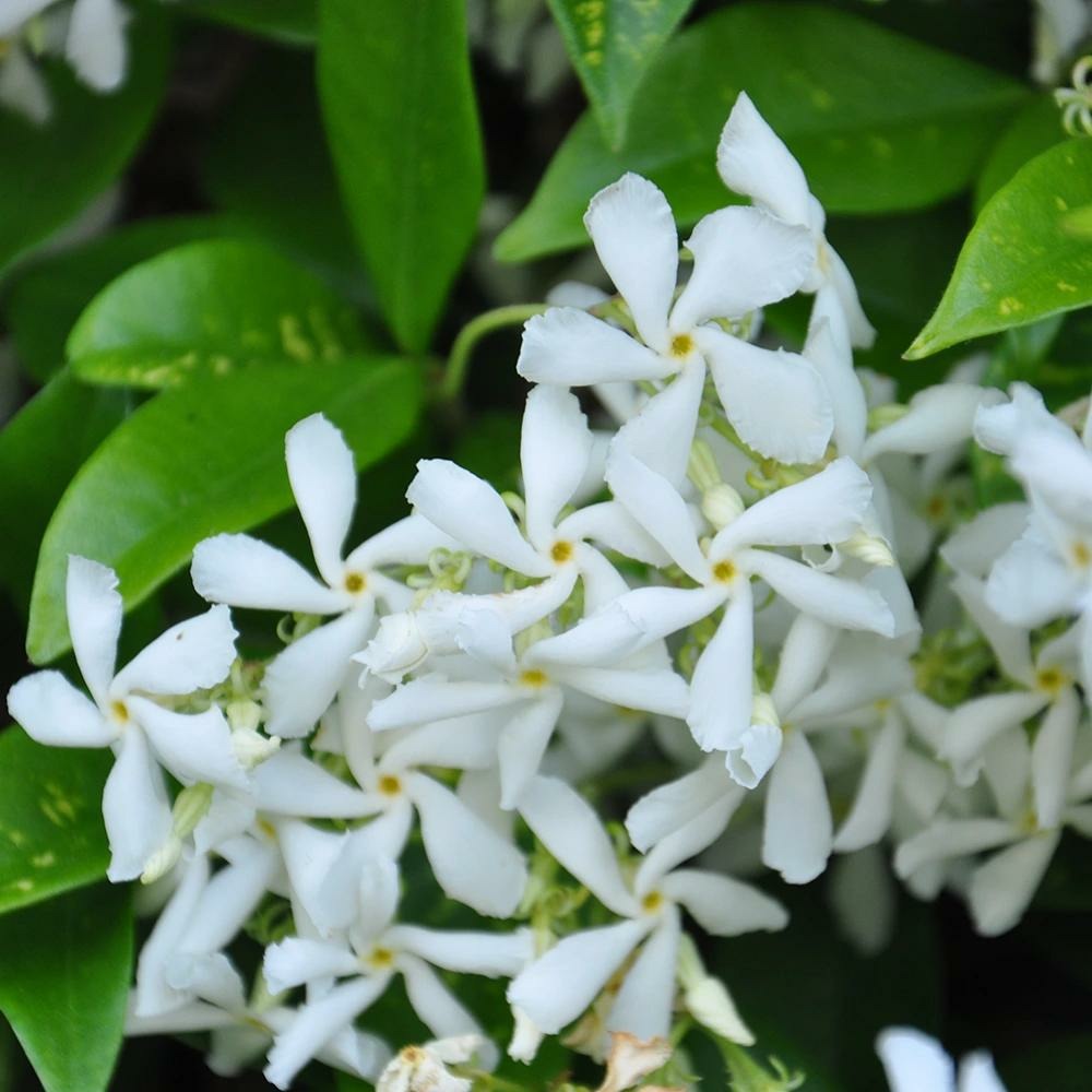 Jasmin étoilé - trachelospermum jasminoides