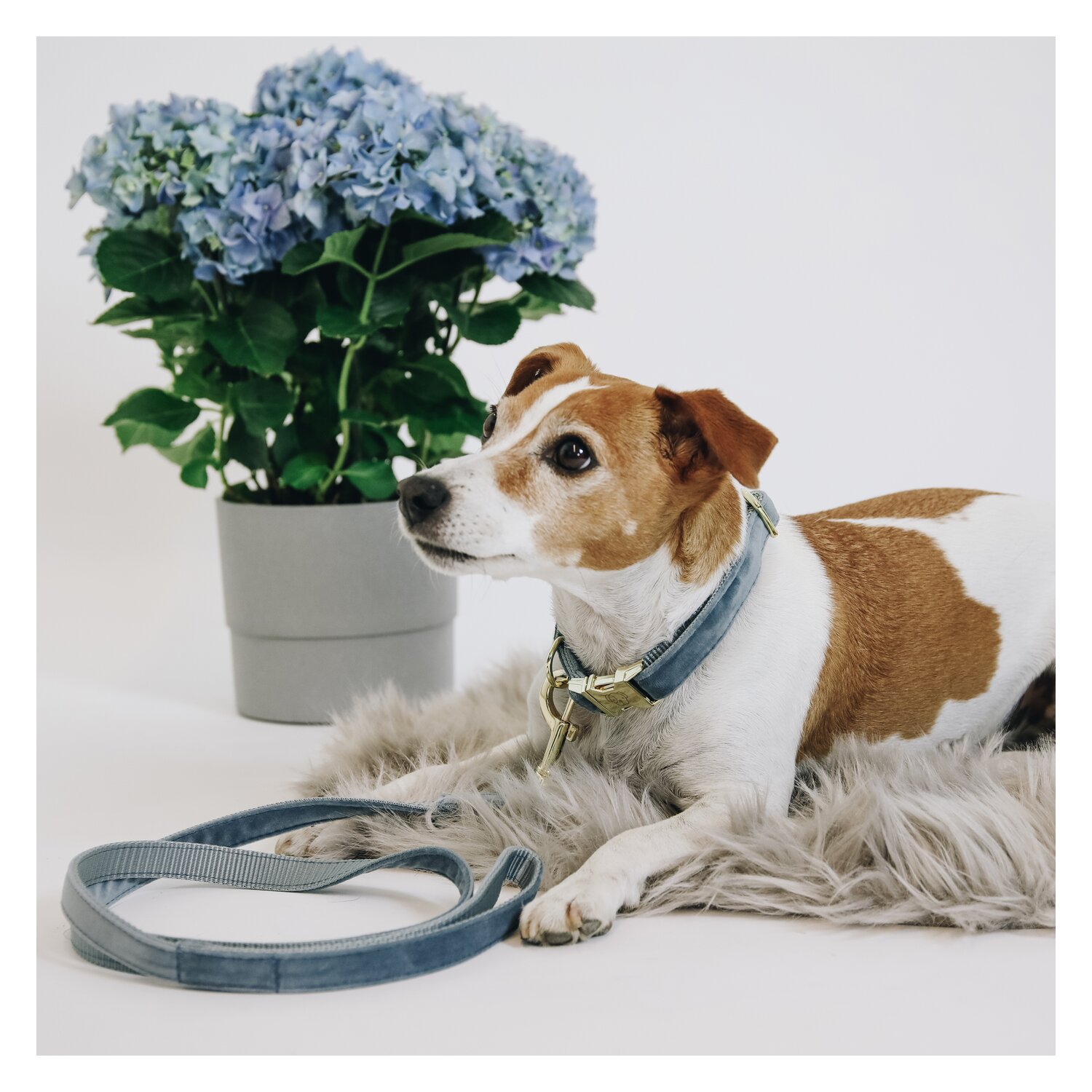 KENTUCKY DOGWEAR Hundeleine Velvet  - lightblue