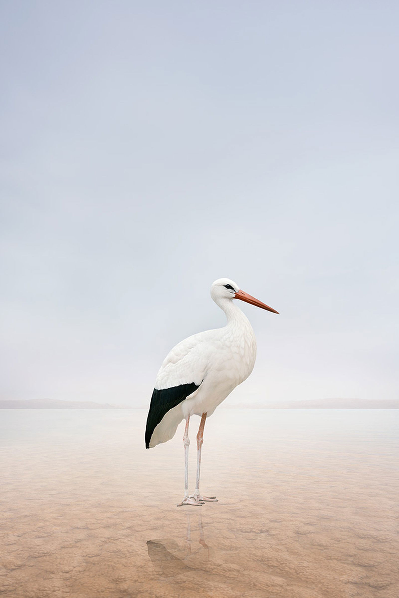 Stillness Stork by Alice Zilberberg - Limited Edition. Edition of: 150. Signed.