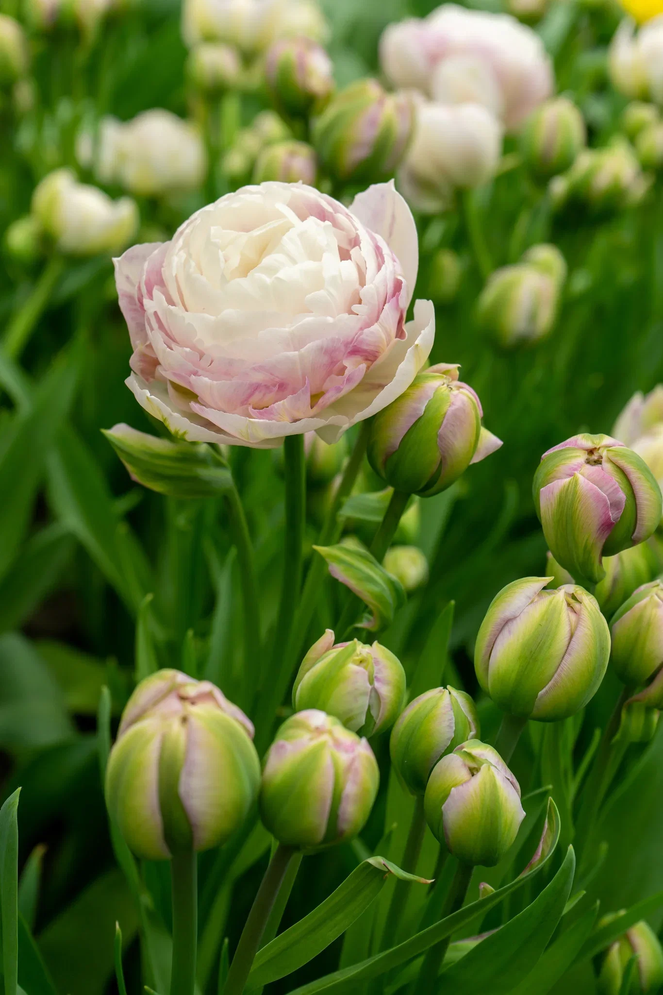 Tulipa gesneriana 'Double Surprise' Tulipan 'Double Surprise'