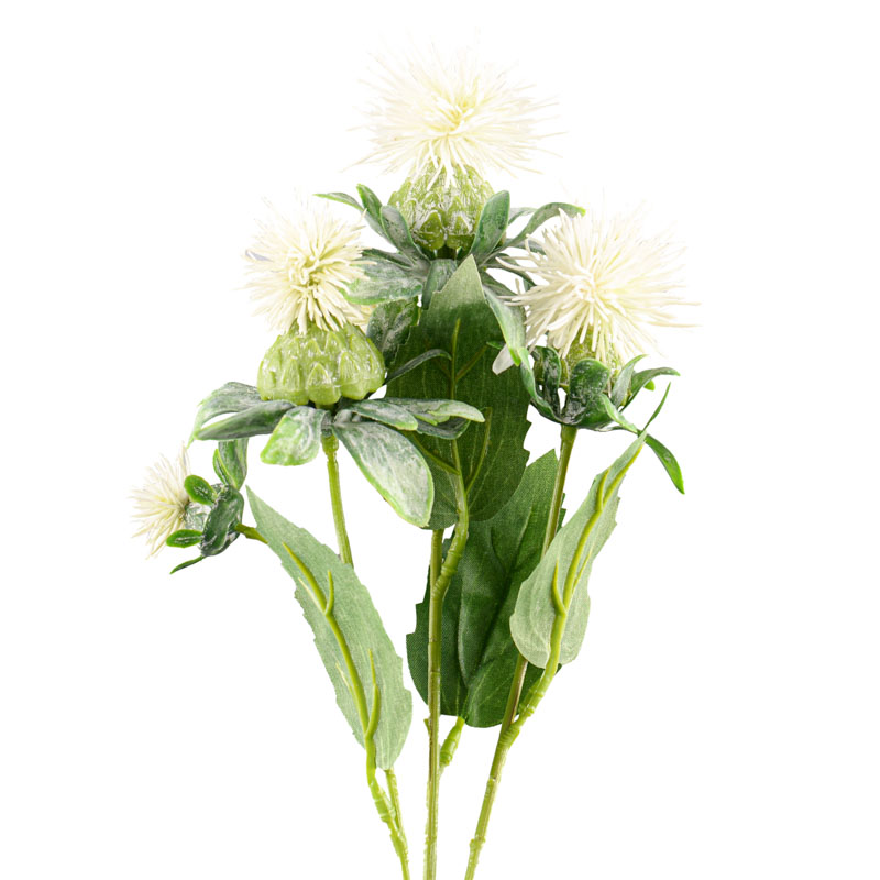 Tige d'amarante 'Globosa'