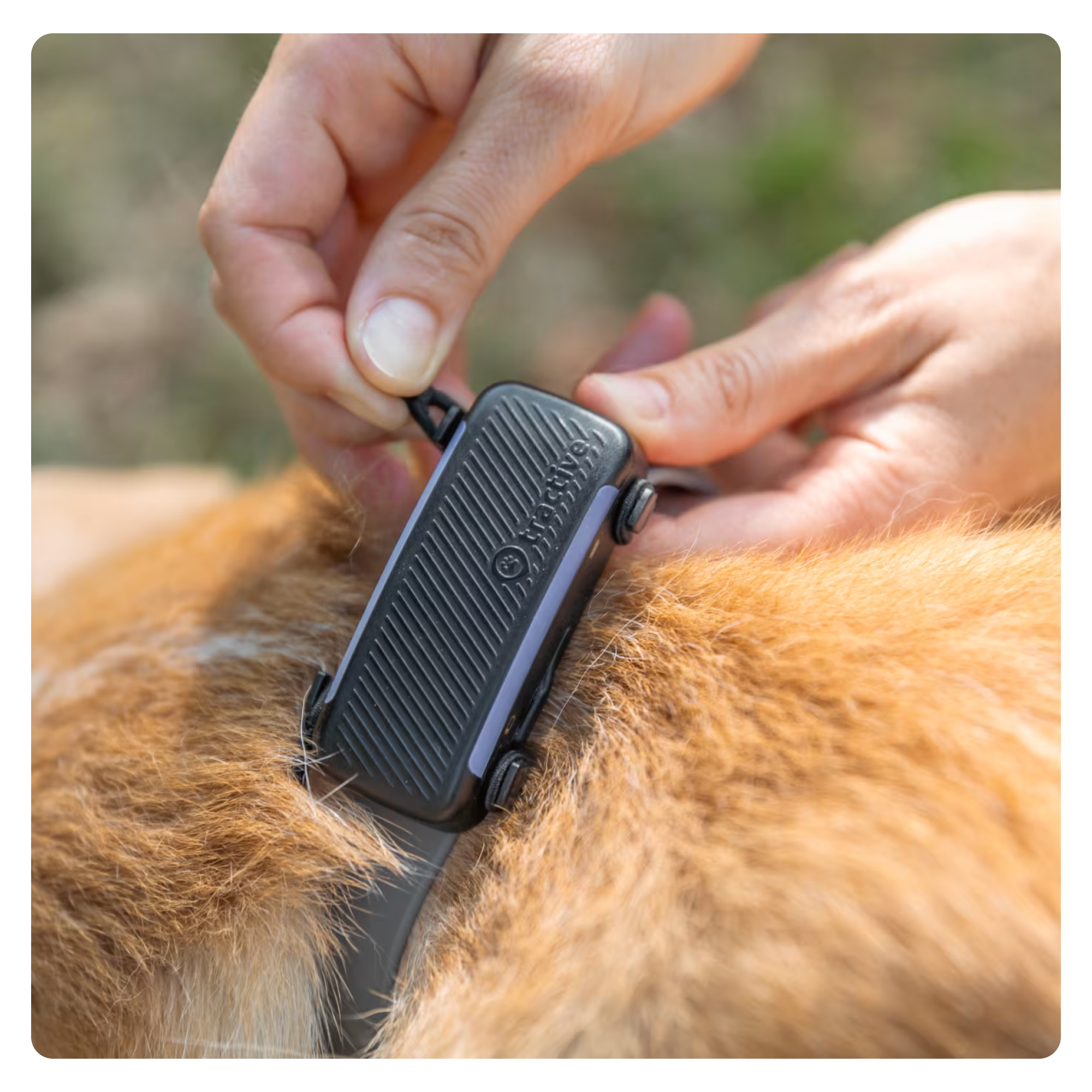 GPS DOG 6 Pet Tracker für Hunde mit Live Ortung und Aktivitäts Tracking iOS/Android (TRDOG6BK) - Schwarz