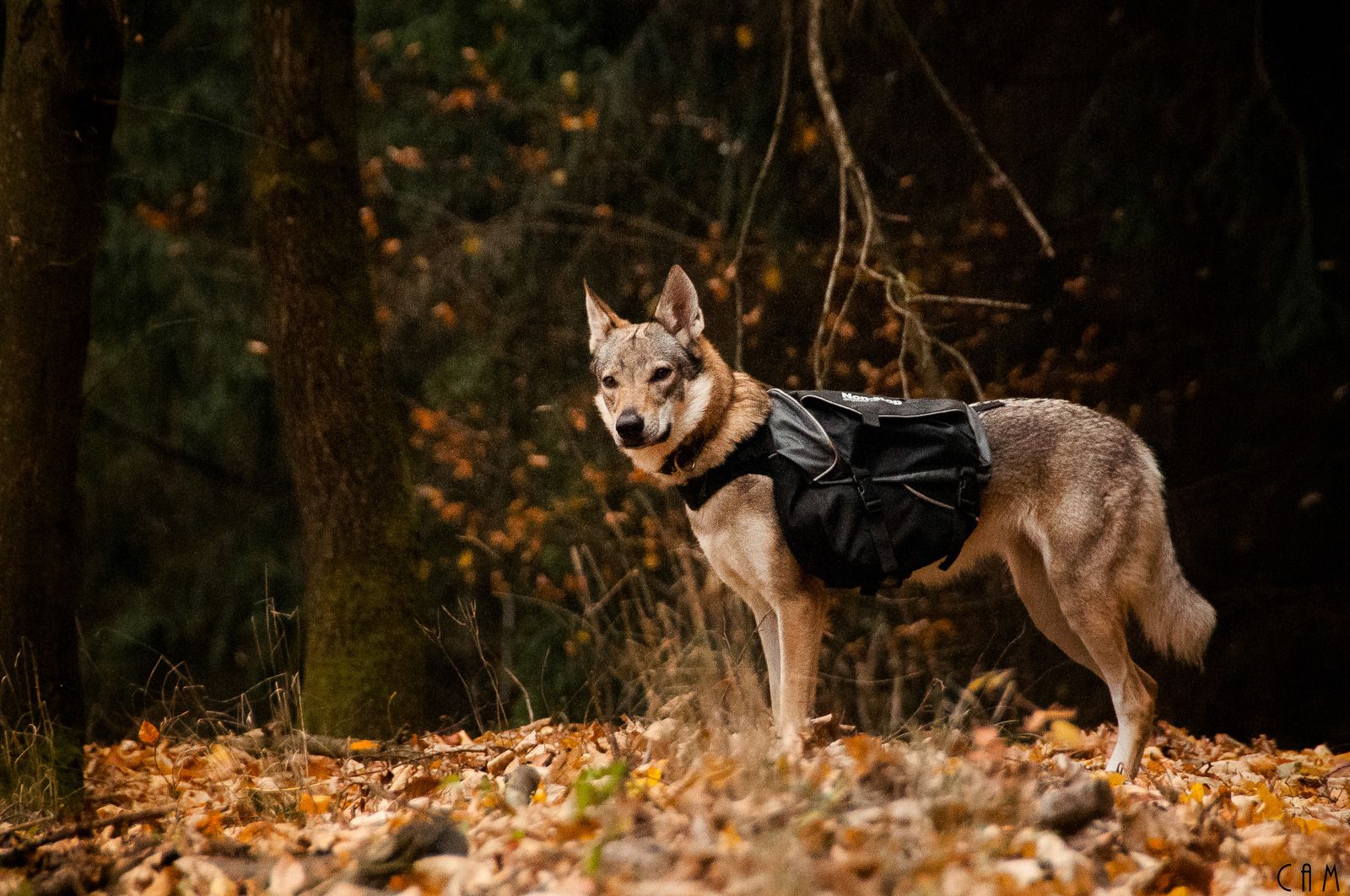 Kjøp Non-Stop Dogwear Amundsen Pack fra Hekta på tur!