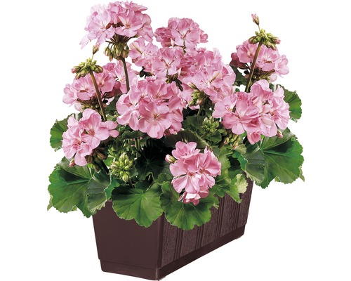 Geli Standard kunststof bloembak, 40x17x14 cm, bruin