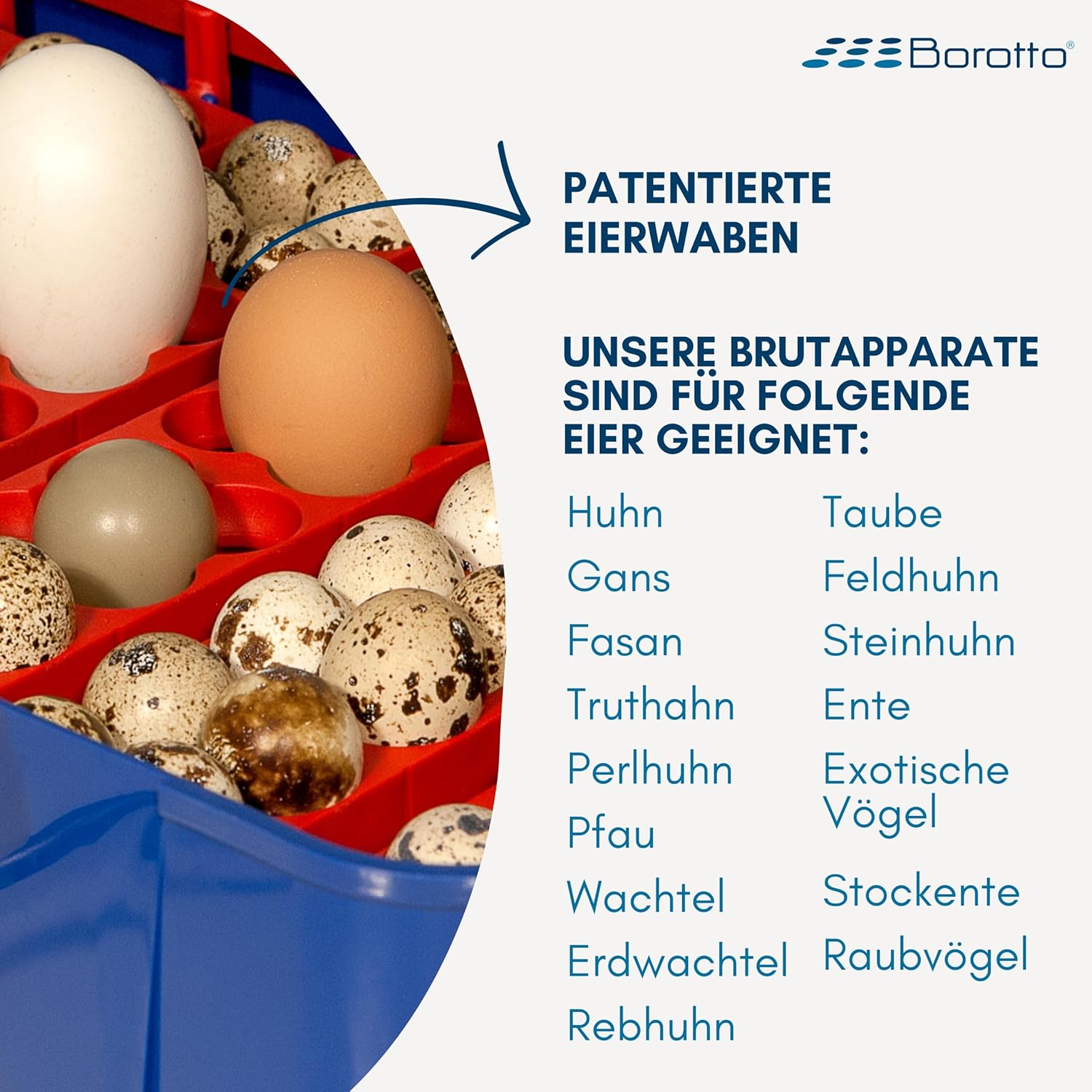 Borotto Real 49 Plus Expert | Brutautomat Vollautomatisch Professionelle für 49 oder 196 Kleine Eier mit Automatische Eierwender, Antibakterielles System, Luftbefeuchter Sirio | Hergestellt in Italien