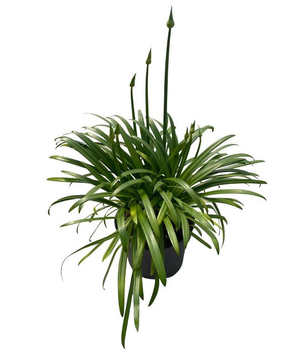 Schmucklilie 'Black Jack', Landlust Kollektion