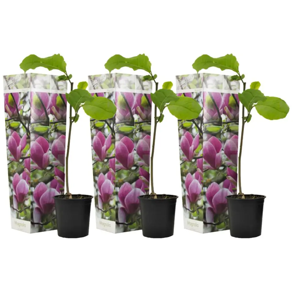 Beverboom - Set van 3 - Magnolia 'Susan' - Hoogte 25-40cm - ⌀9cm