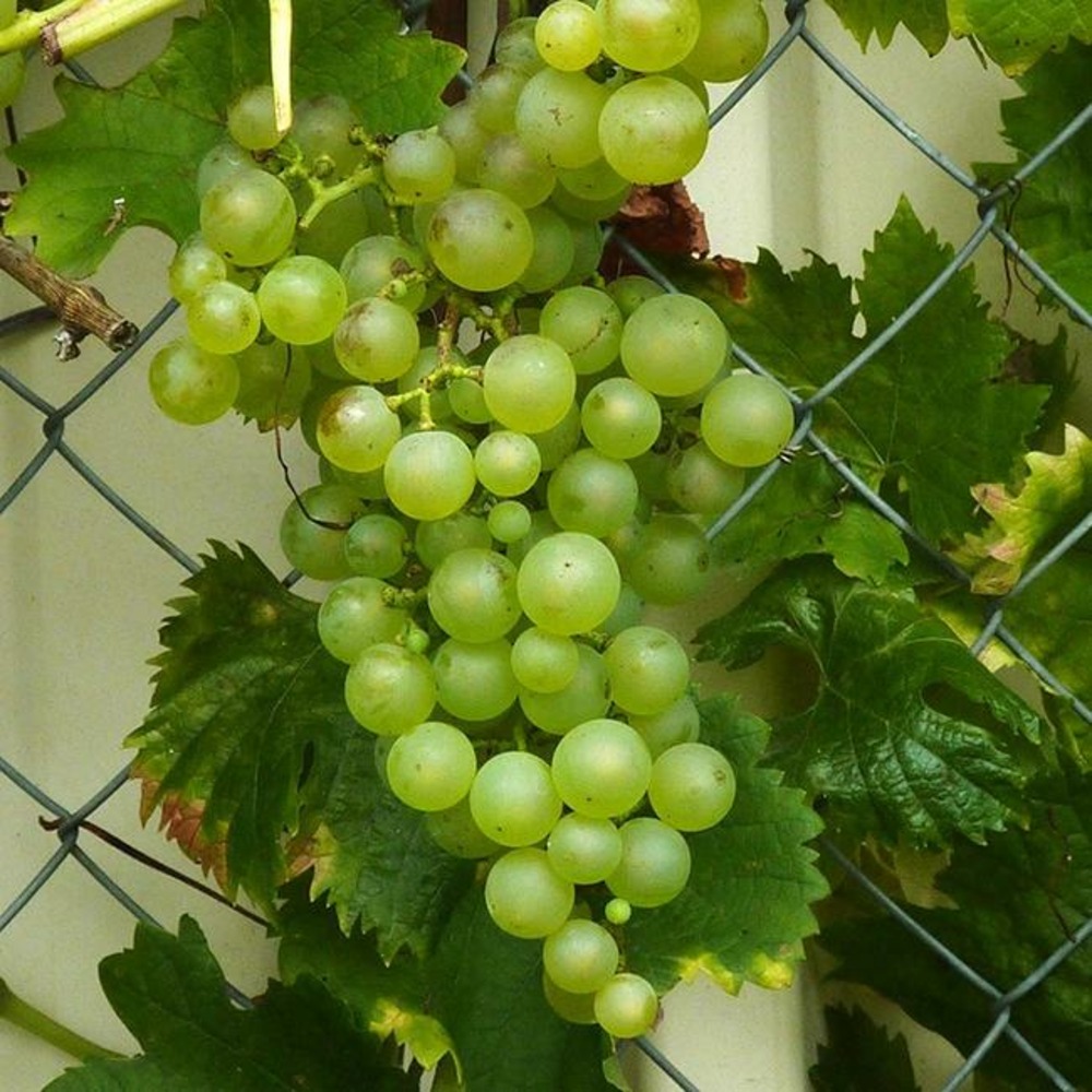 Vigne 'chasselas doré' - vitis vinifera 3l