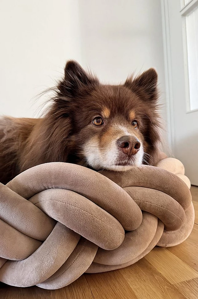 BRODY hunde-/katteseng