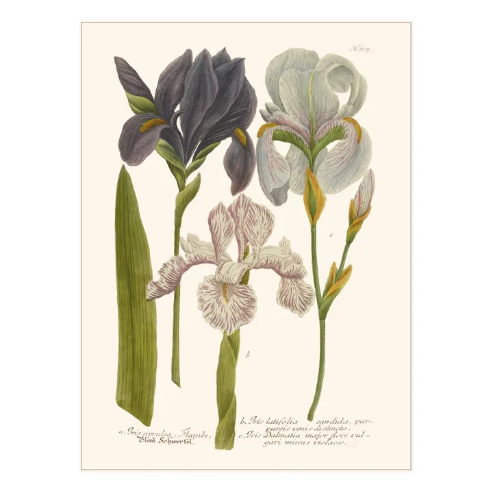 Les Jolies Planches Planche Jardin Iris