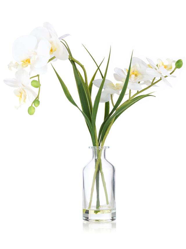 Orchidee Phalaenopsis inkl. Glasvase, 38 cm